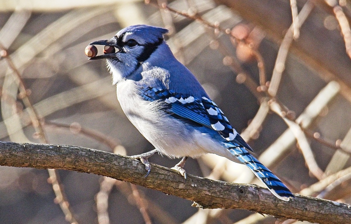 Blue Jay - ML613243450