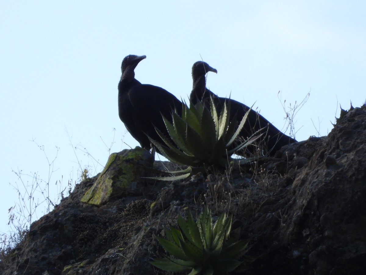 Black Vulture - Fernando Dorantes  Nieto