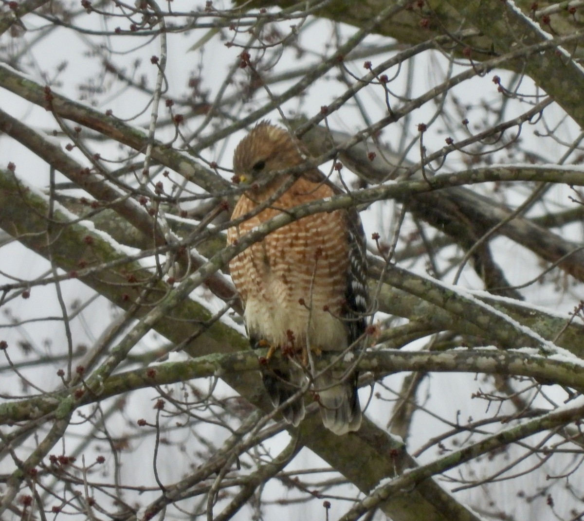 Red-shouldered Hawk - ML613243578