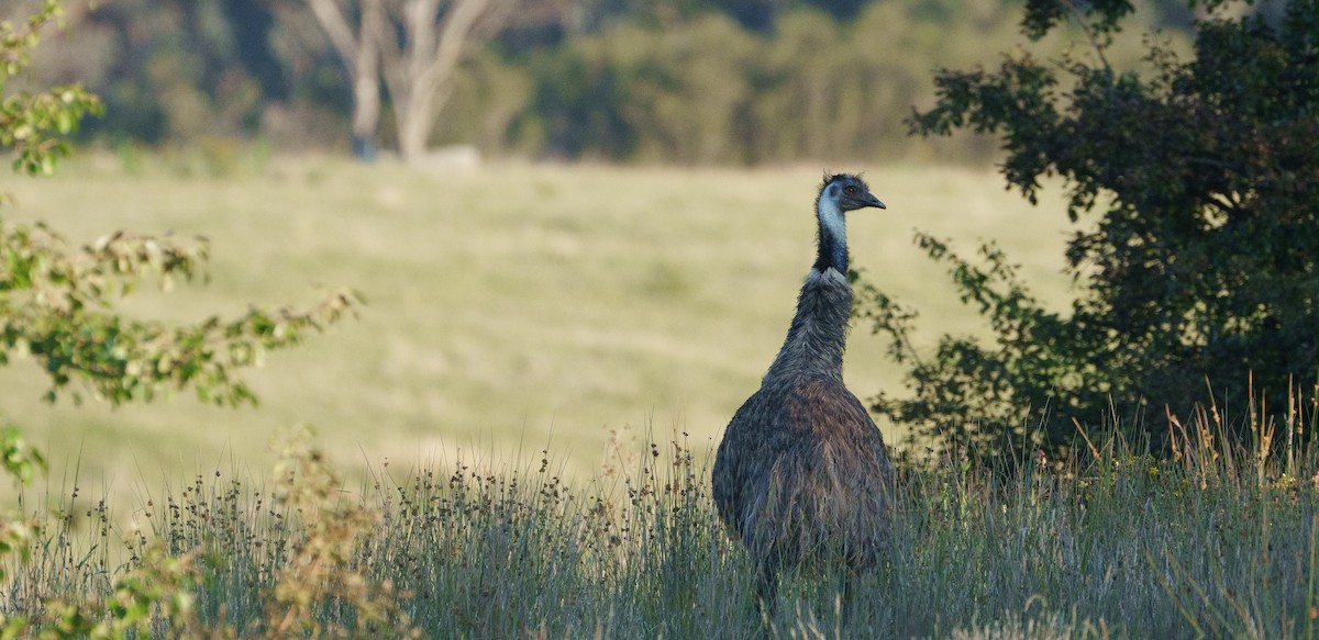 Emu - ML613243596