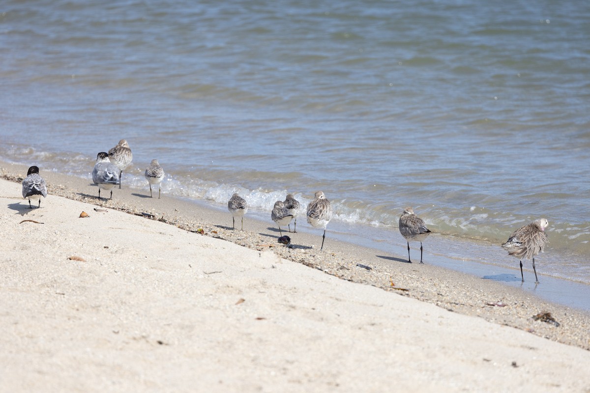 Bar-tailed Godwit (Siberian) - ML613243607