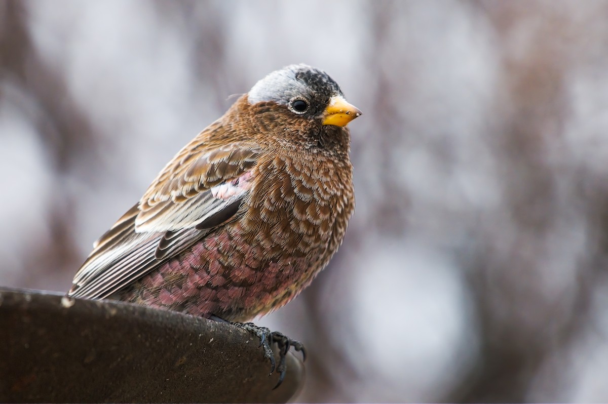 Gray-crowned Rosy-Finch (Gray-crowned) - ML613243615