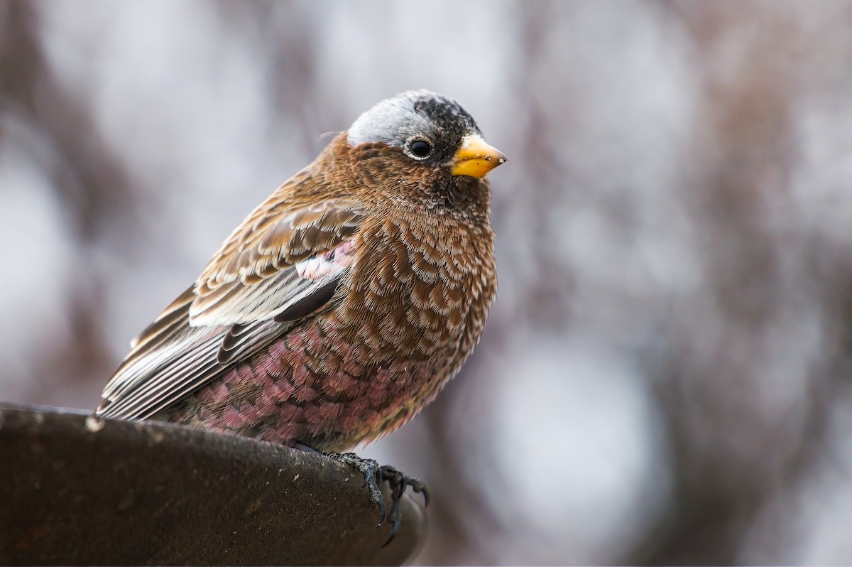 grånakkefjellfink (tephrocotis gr.) - ML613243615