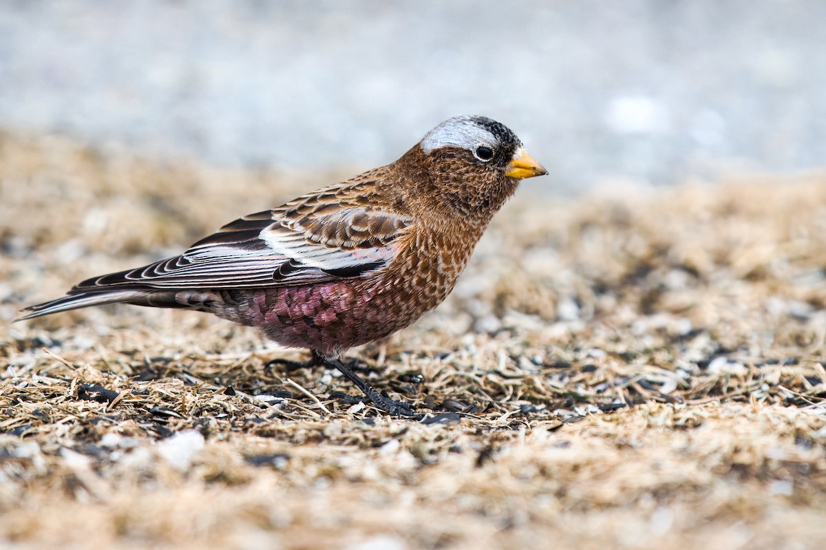 grånakkefjellfink (tephrocotis gr.) - ML613243617