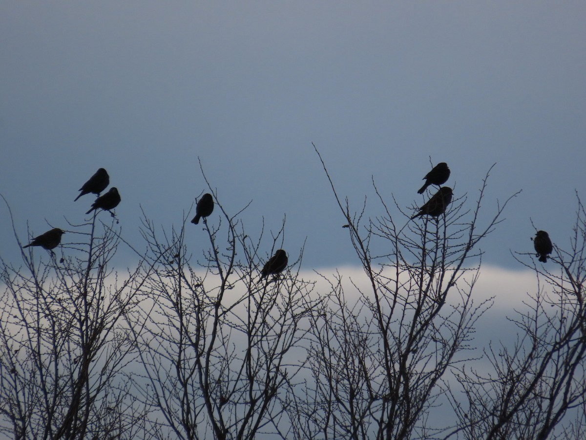 Red-winged Blackbird - ML613243618