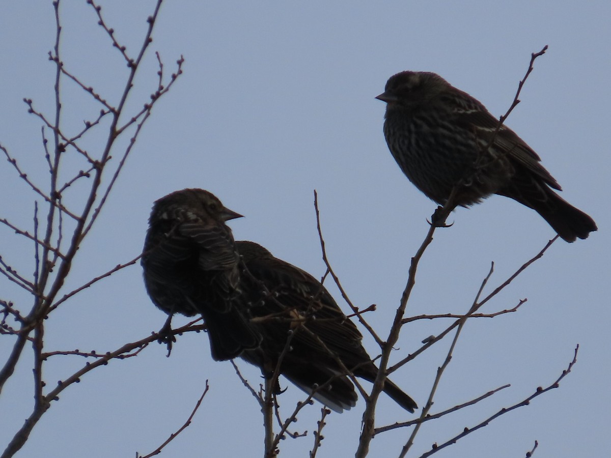 Red-winged Blackbird - ML613243619