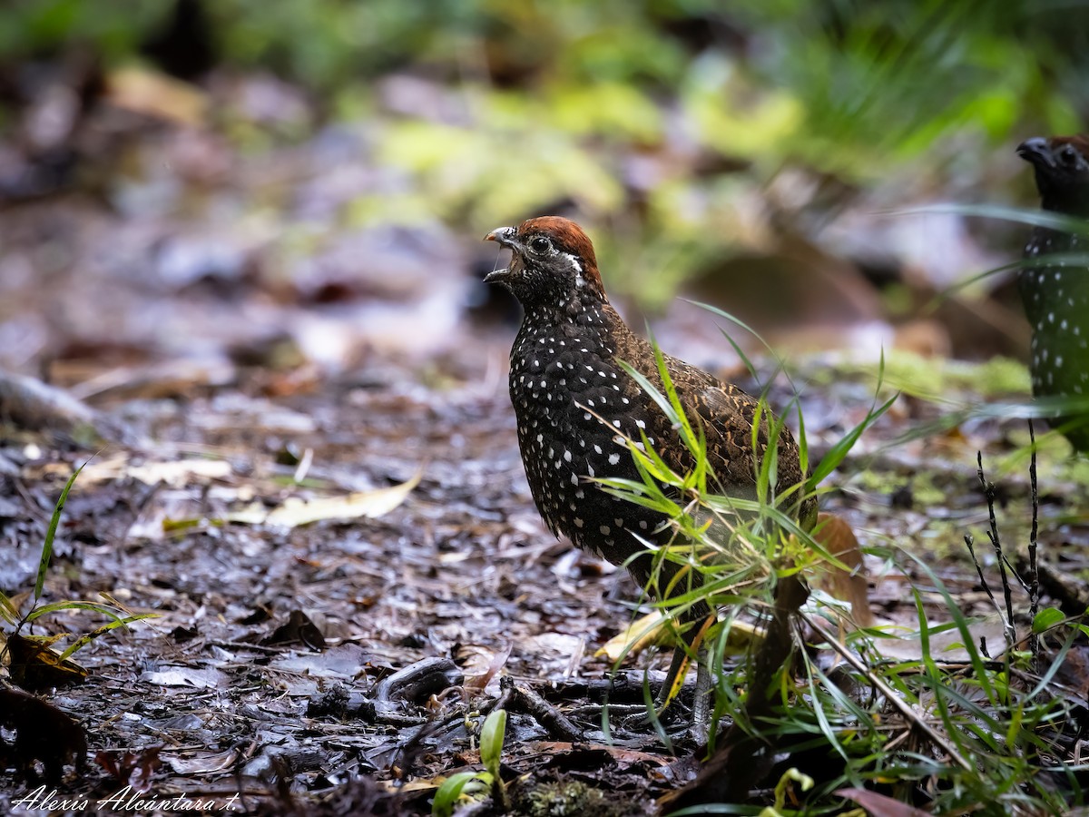 Pasco Wood-Quail (undescribed form) - ALEXIS ALCANTARA  +51 975136161