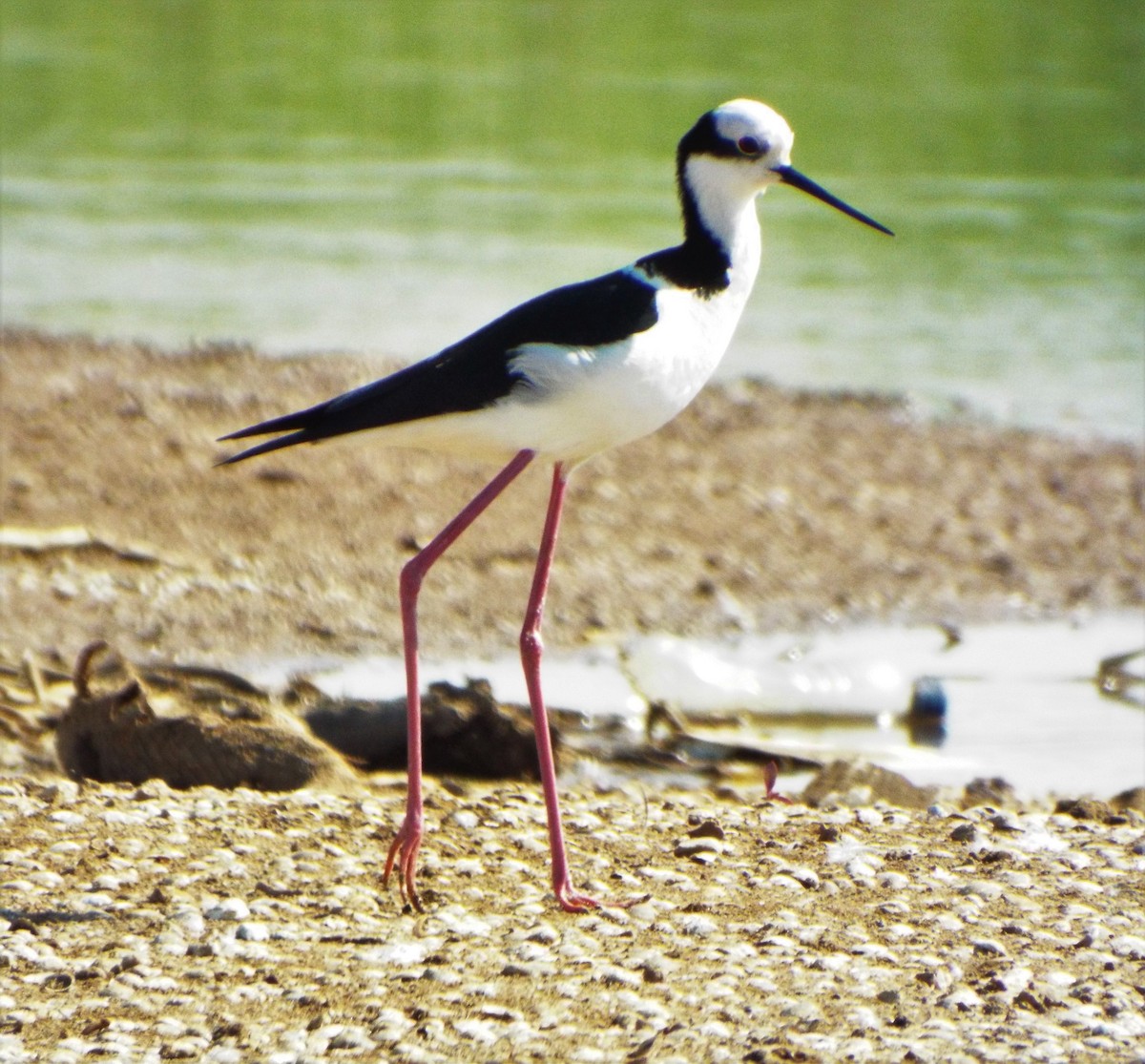 Black-necked Stilt (White-backed) - ML613243701