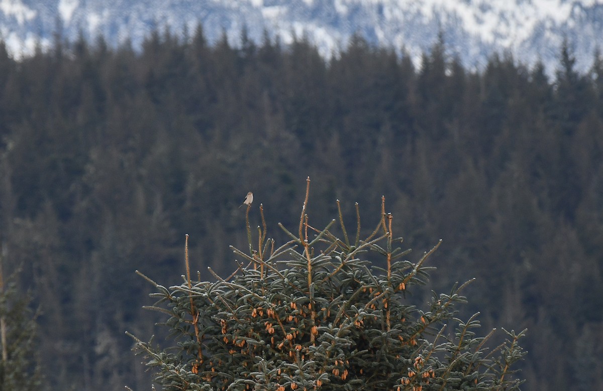 Northern Shrike - Mark Schwan