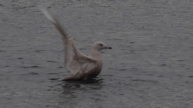 Glaucous Gull - ML613243871