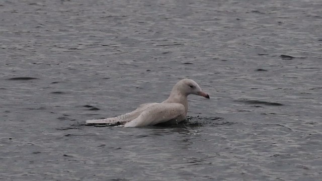 Glaucous Gull - ML613243876