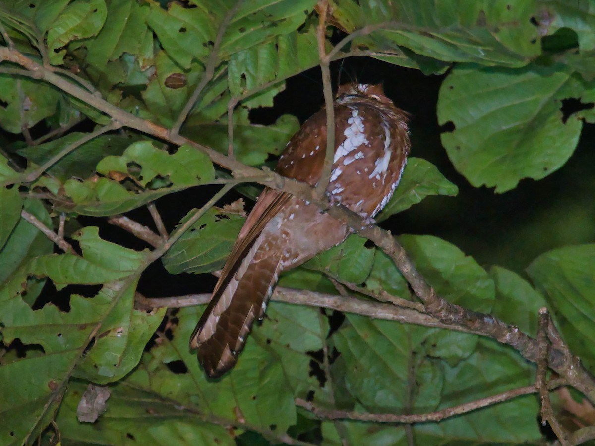 Starry Owlet-nightjar - ML613244052