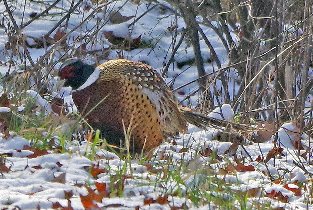 Ring-necked Pheasant - ML613244072