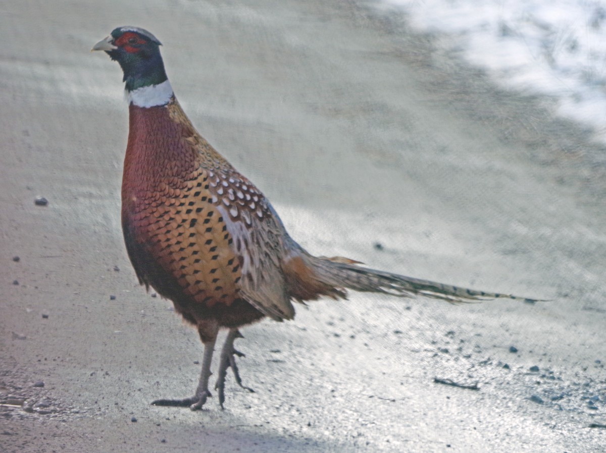 Ring-necked Pheasant - ML613244073