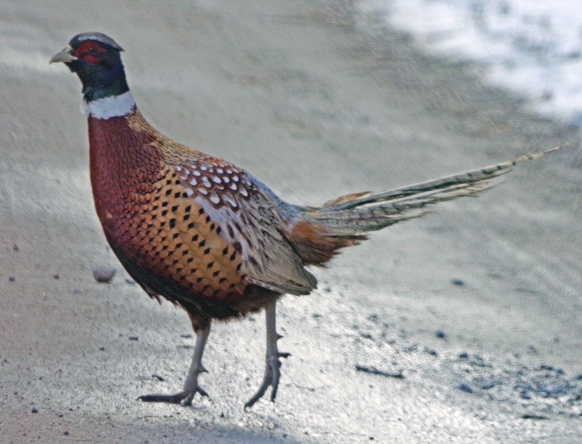 Ring-necked Pheasant - Bill Winkler
