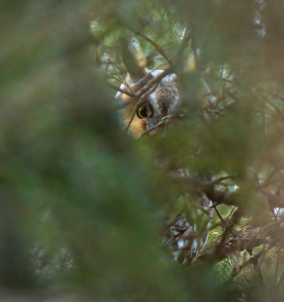 Long-eared Owl - ML613244098