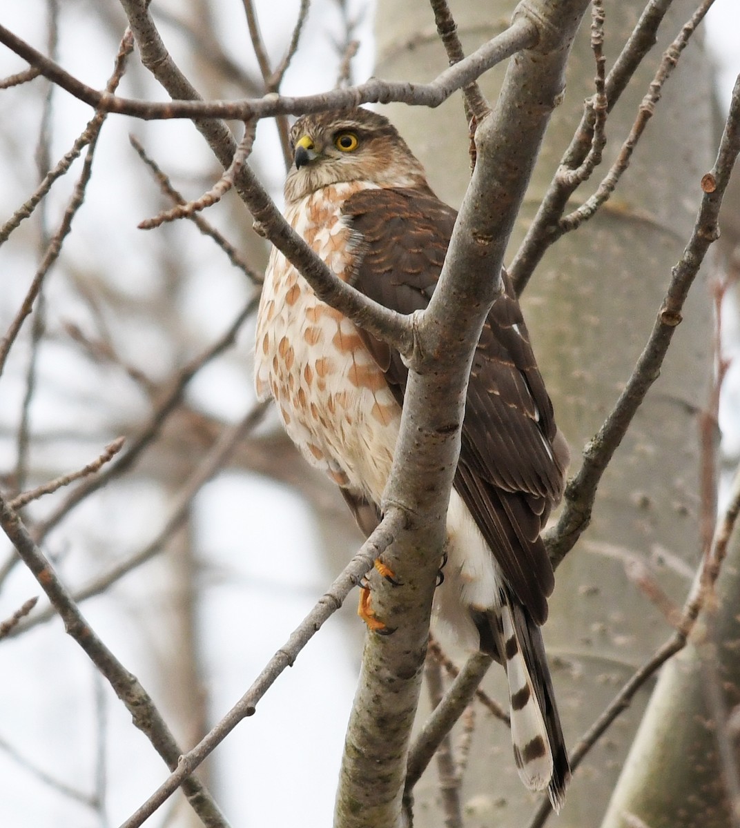 Sharp-shinned Hawk - Joshua Vandermeulen