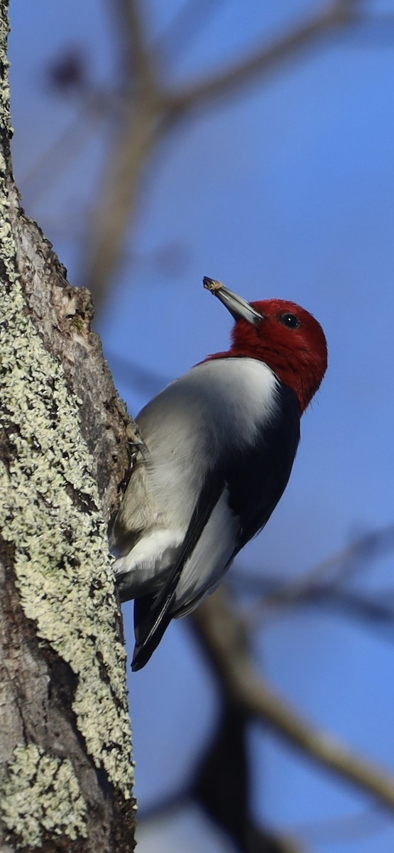 Red-headed Woodpecker - ML613244126