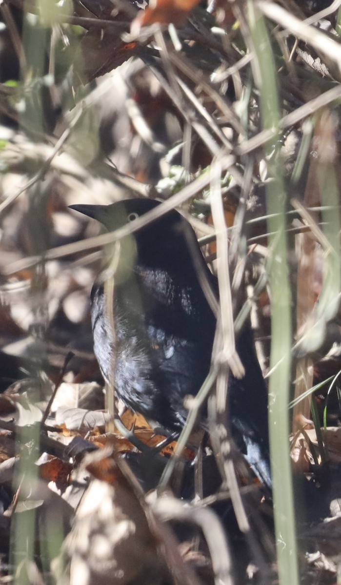 Common Grackle - ML613244155