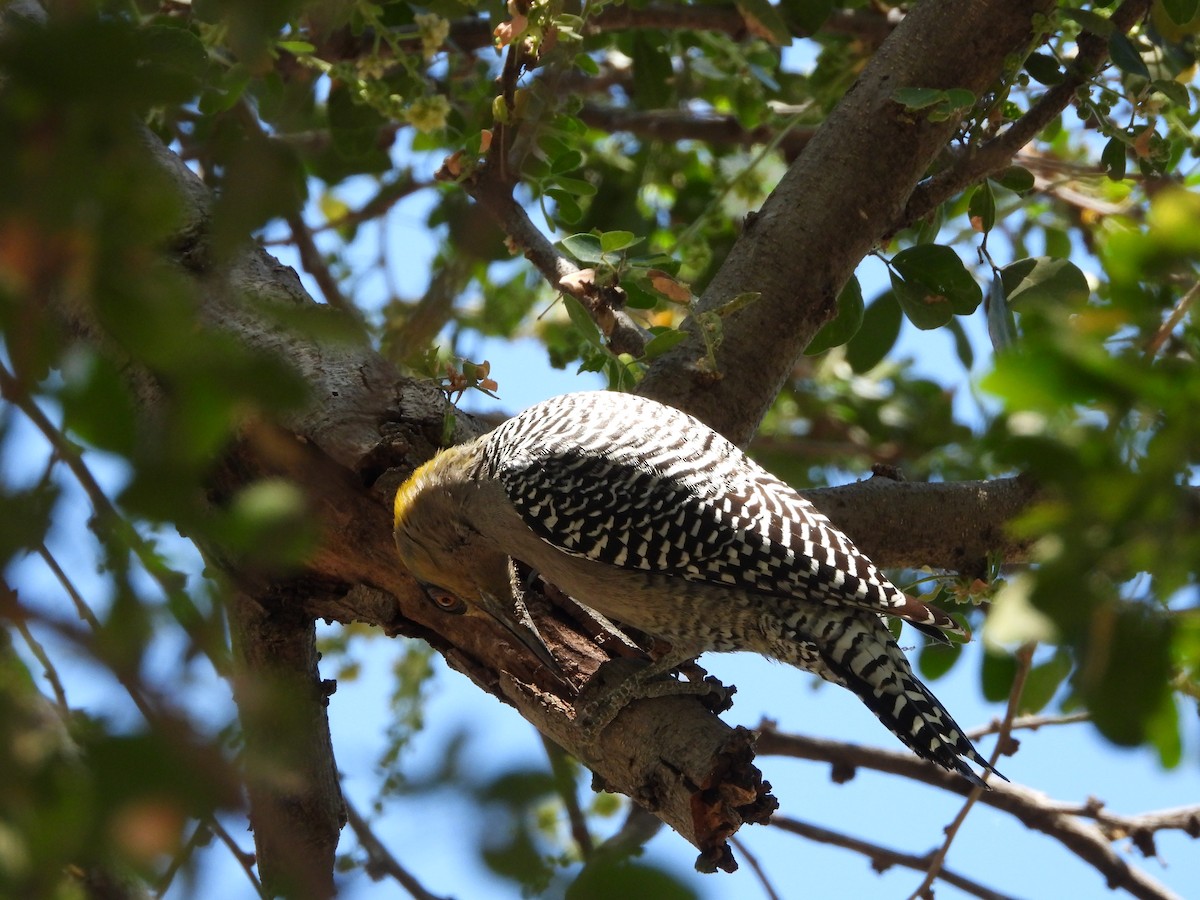 Golden-cheeked Woodpecker - ML613244282