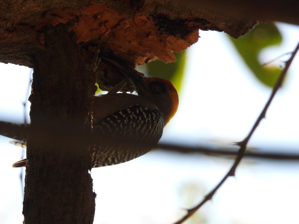 Golden-cheeked Woodpecker - ML613244284