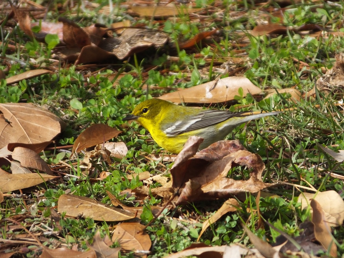 Pine Warbler - ML613244334