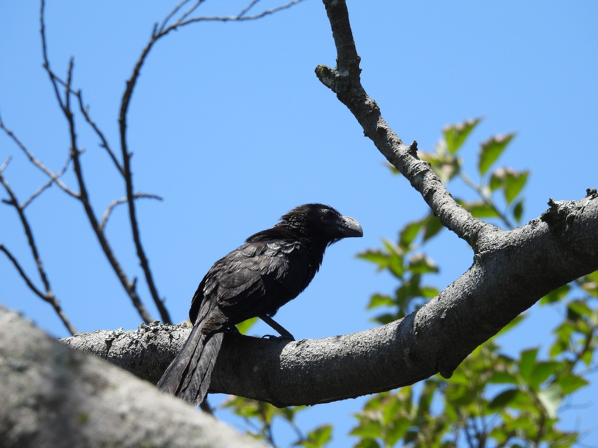 Smooth-billed Ani - ML613244413