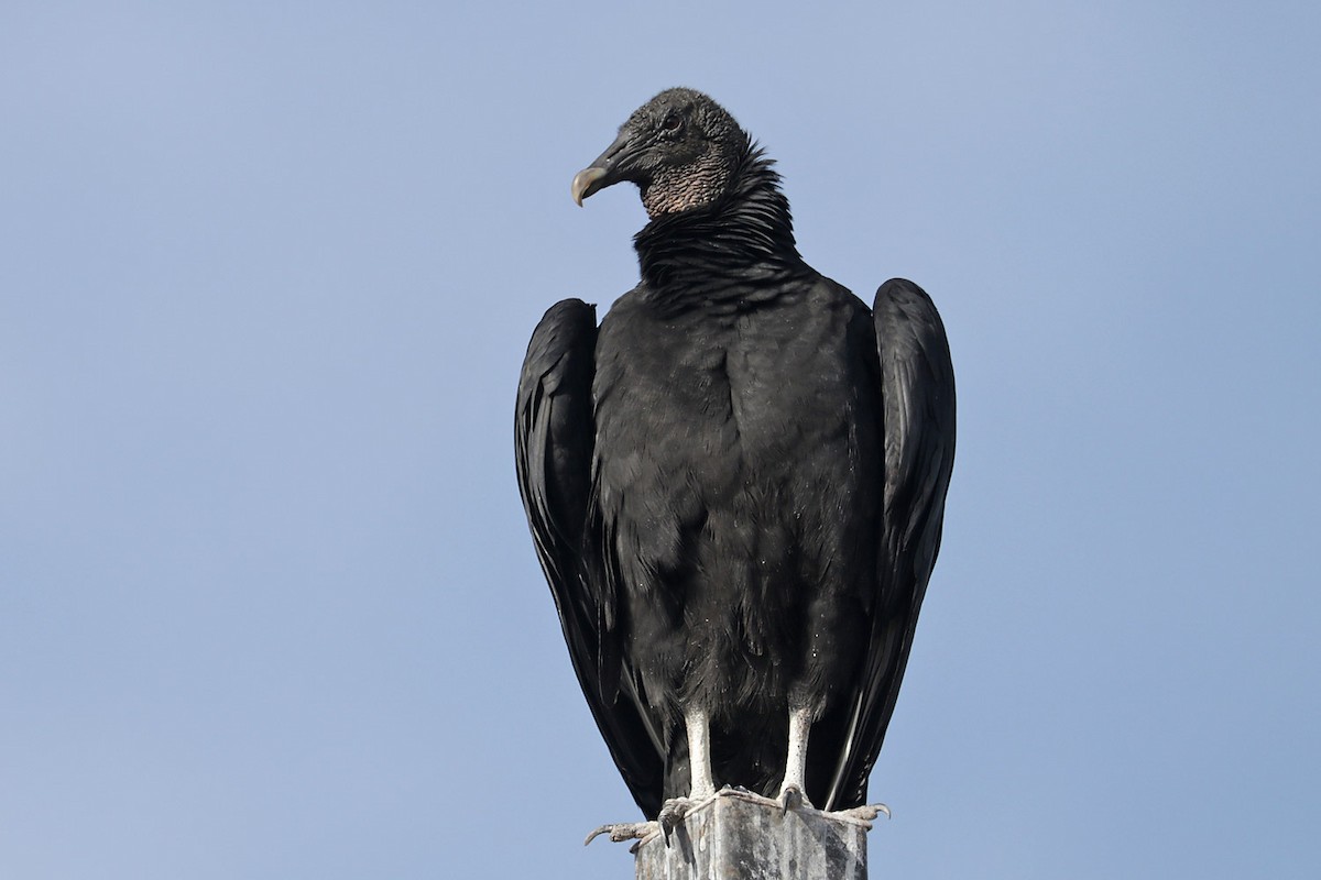 Black Vulture - ML613244434