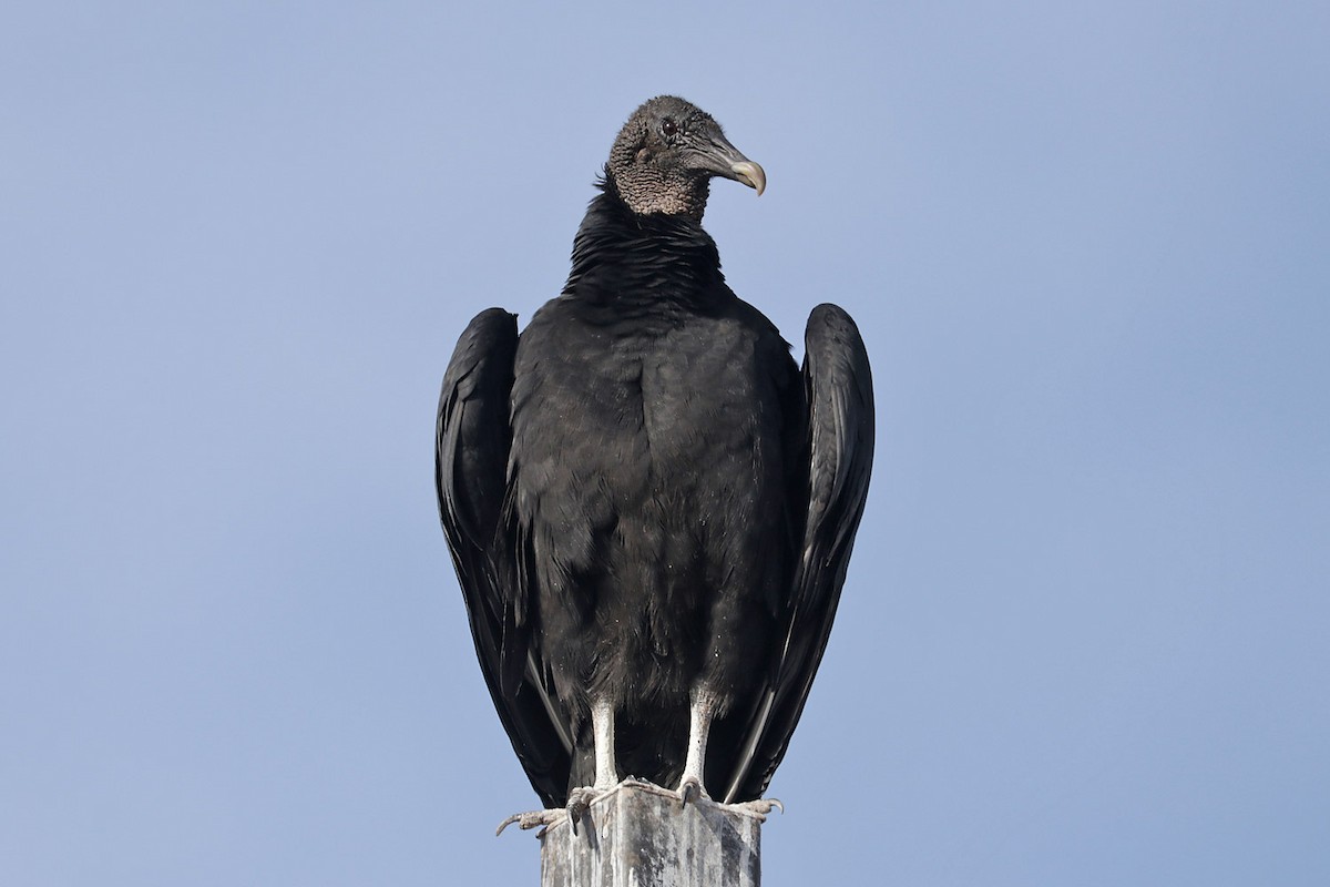 Black Vulture - ML613244435