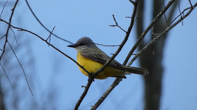 Couch's Kingbird - ML613244473