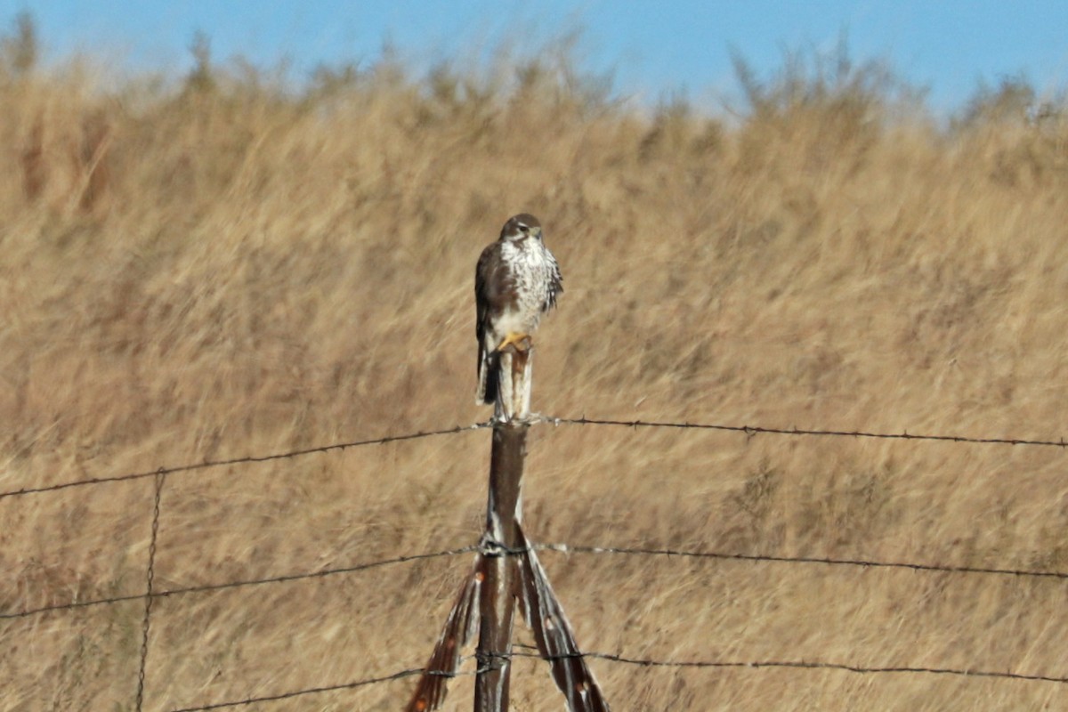 Prairie Falcon - Richard Fray