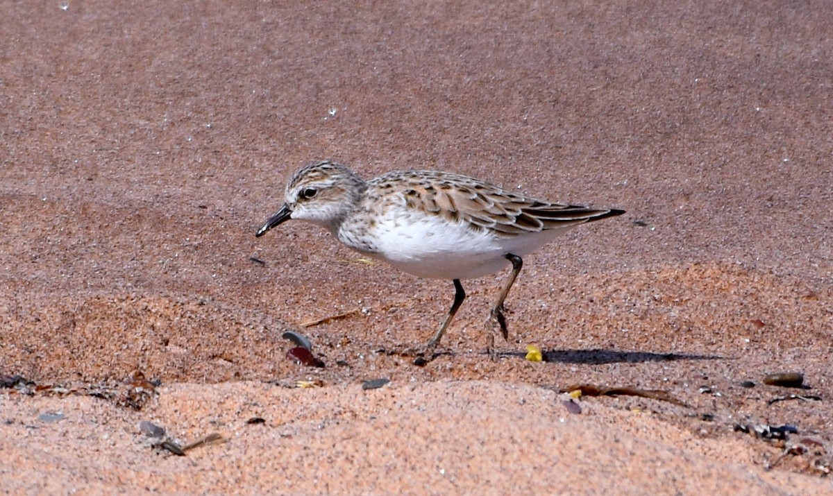 Semipalmated Sandpiper - Gregory Nelson