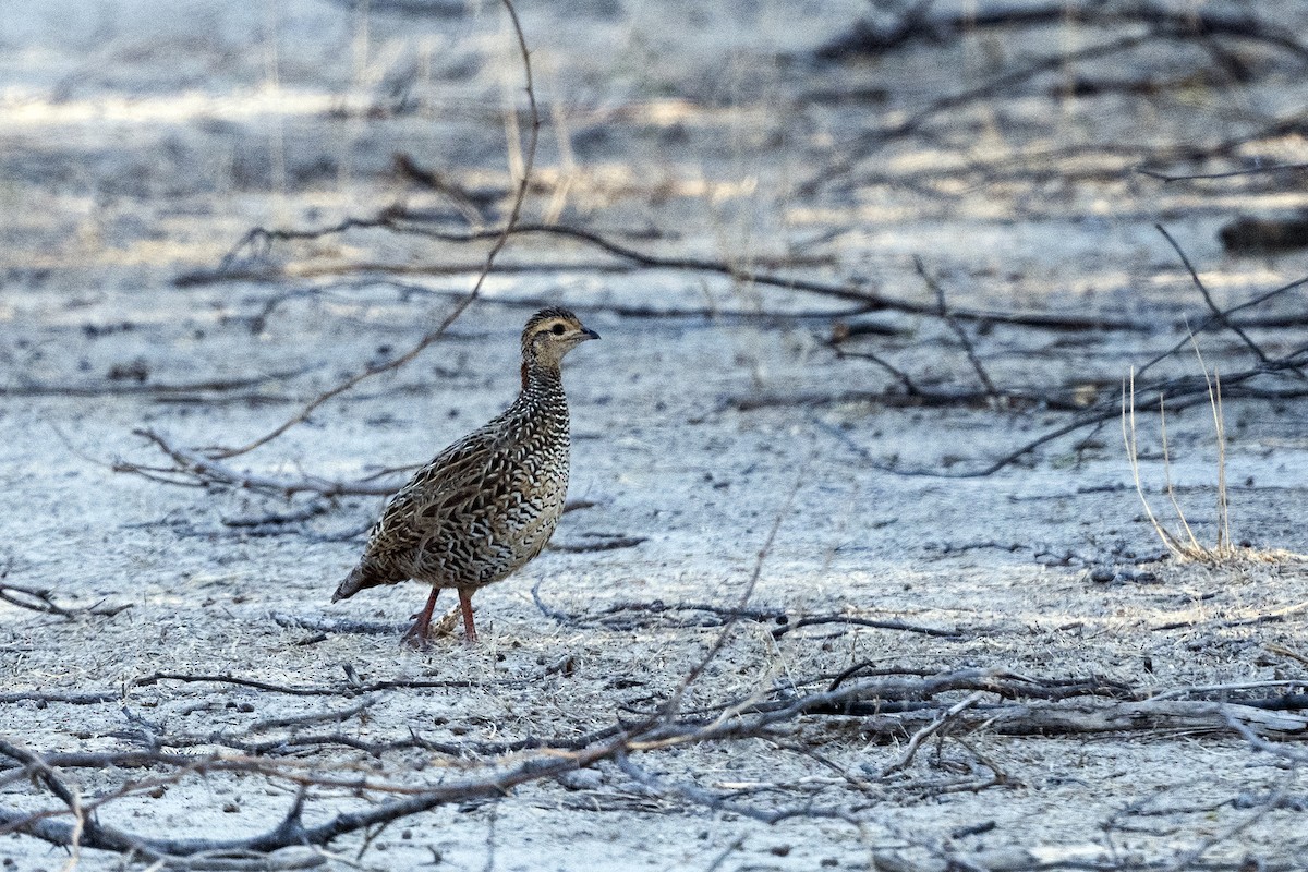 Black Francolin - ML613244538