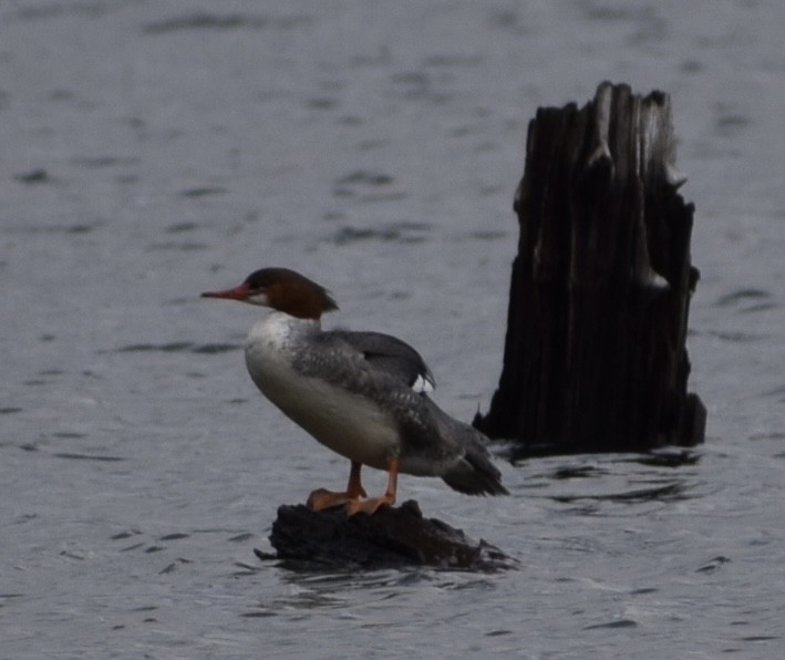 Common Merganser - ML613244592