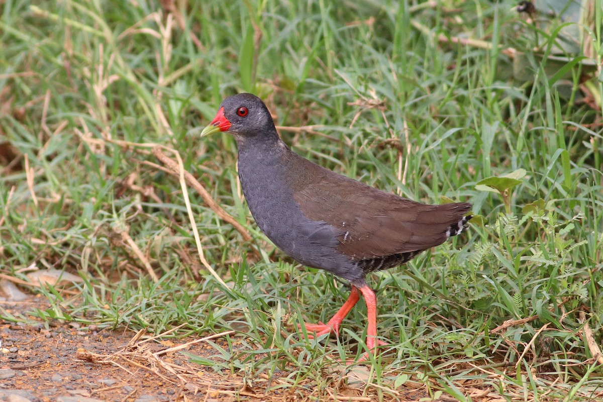 Paint-billed Crake - ML613244661