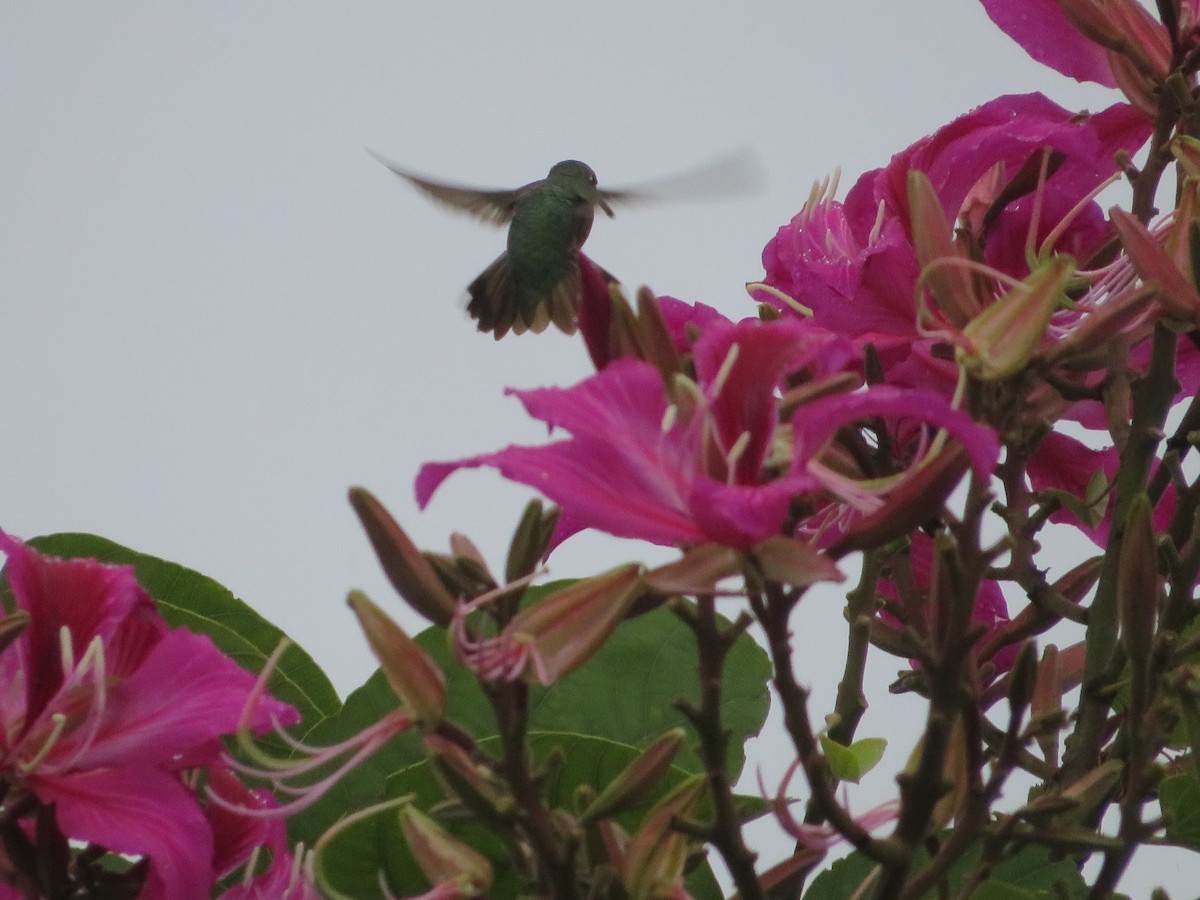 Ruby-throated Hummingbird - ML613244667