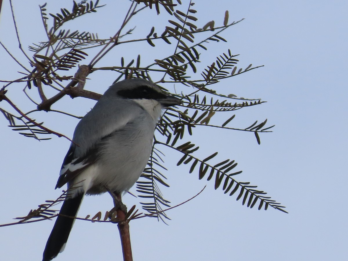 Loggerhead Shrike - ML613244879