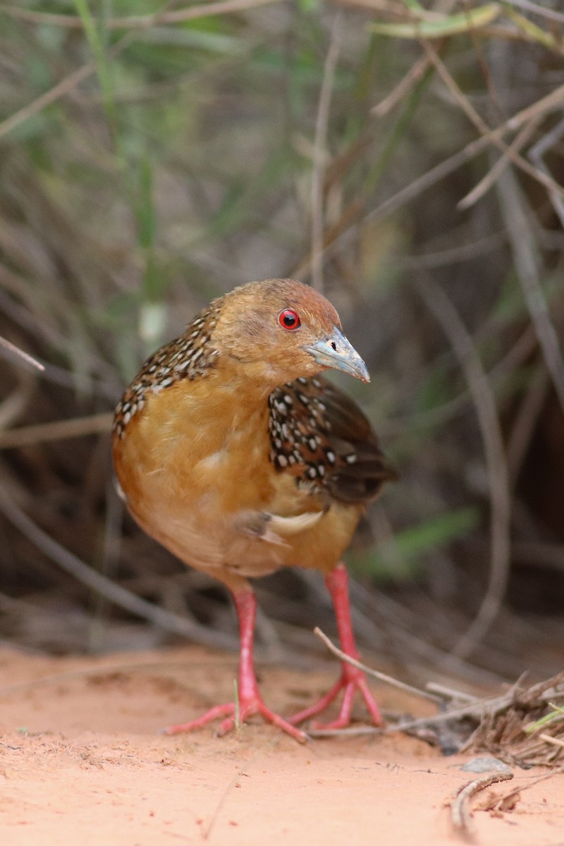 Ocellated Crake - ML613244914