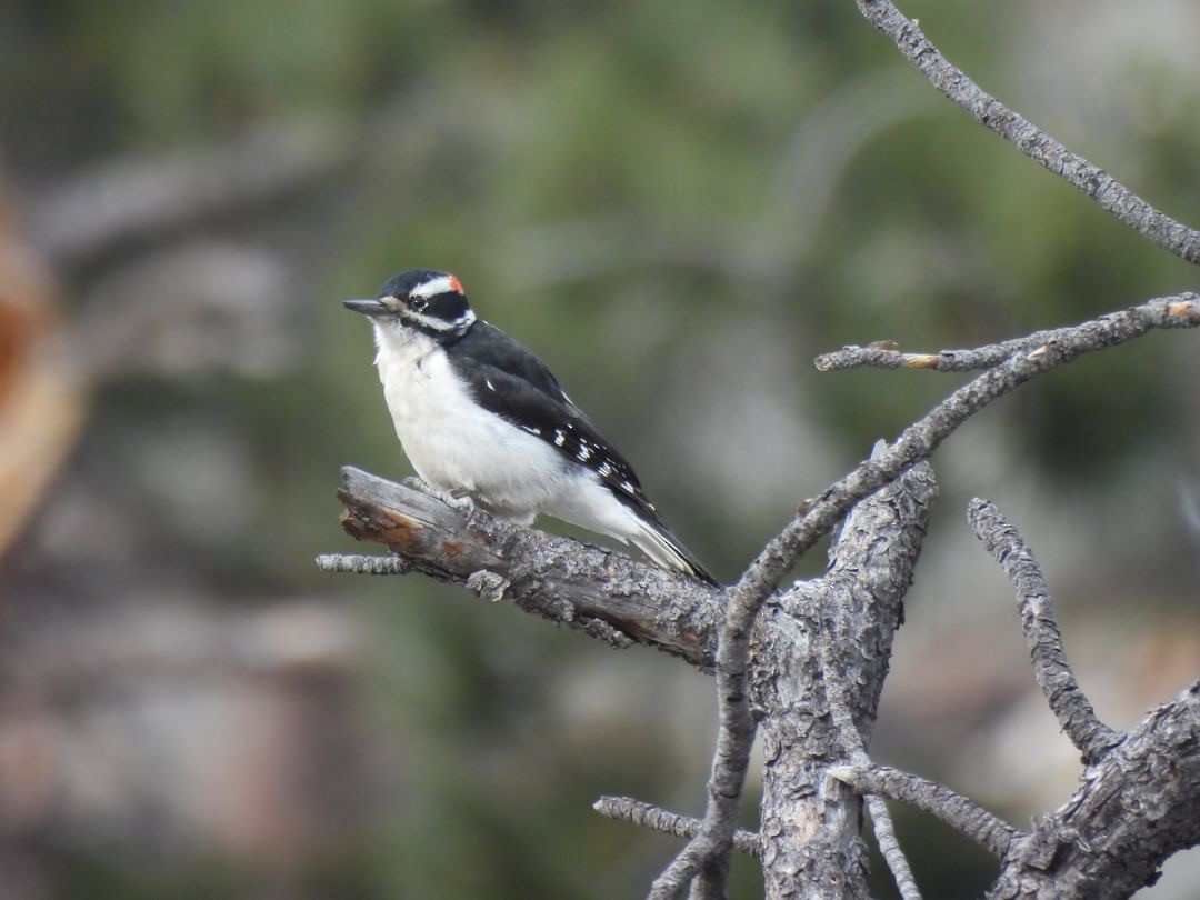 Hairy Woodpecker - colin 🐦