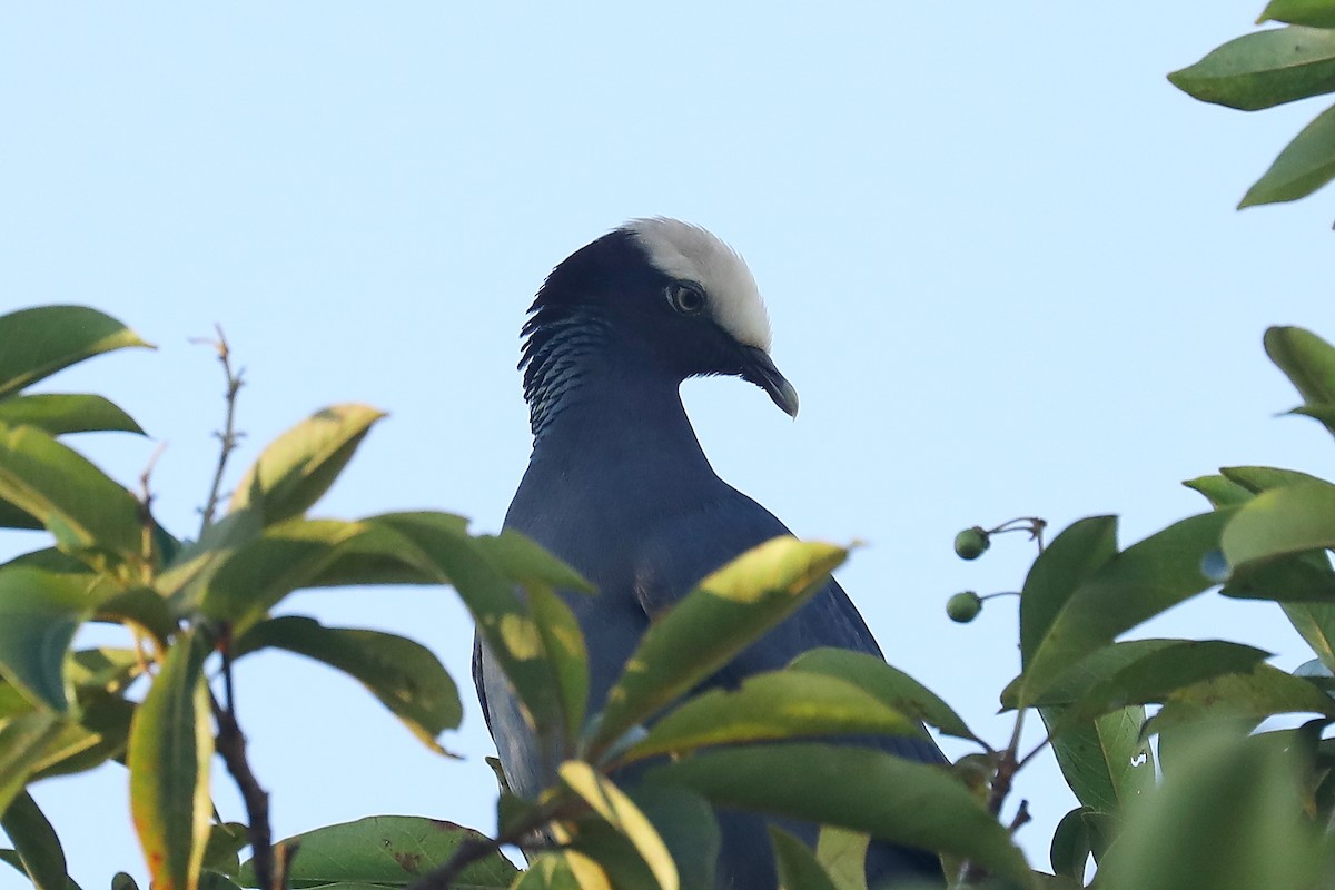 White-crowned Pigeon - Peter Kyne