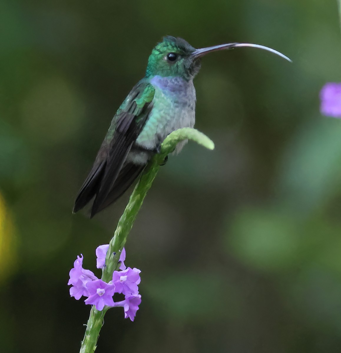 blåbrystkolibri - ML613245131