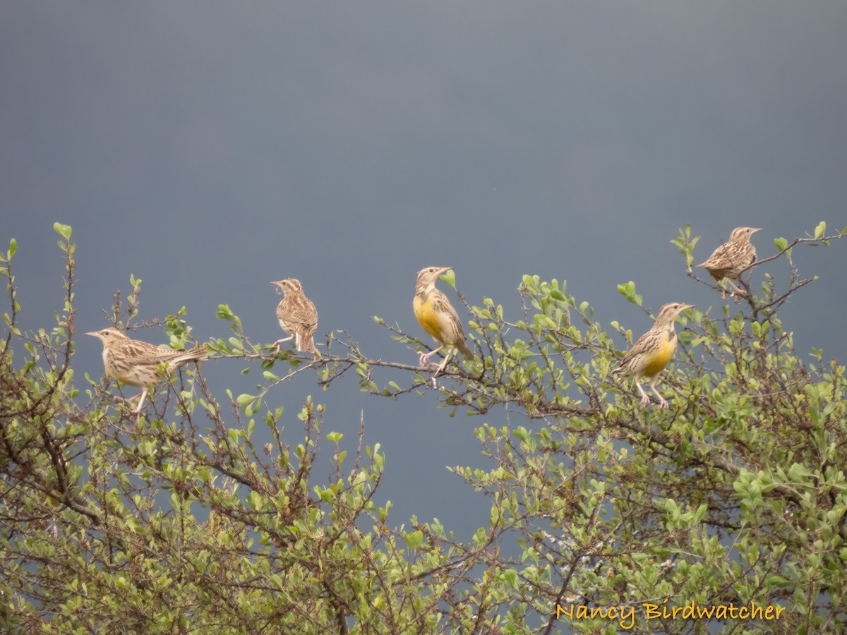 Eastern Meadowlark - Nancy Fernández