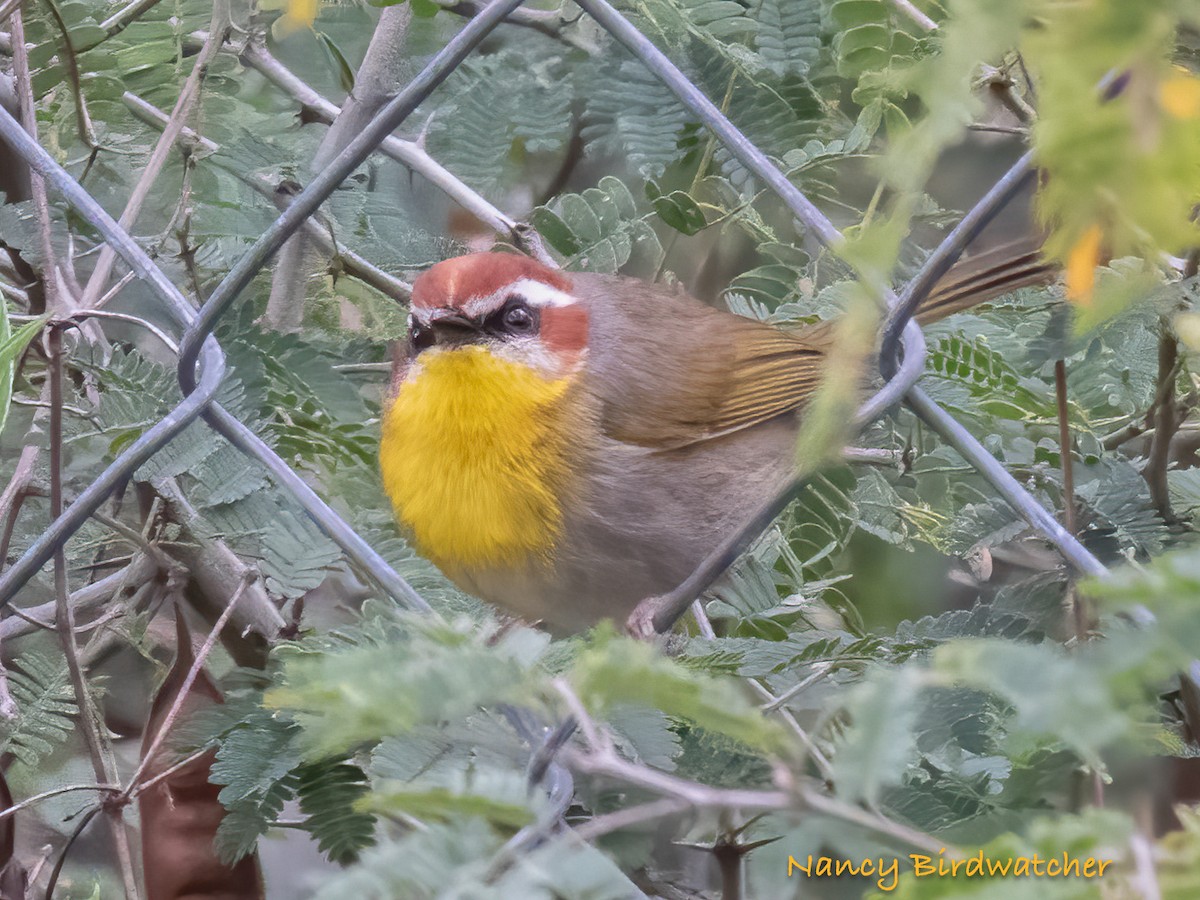 Rufous-capped Warbler - Nancy Fernández