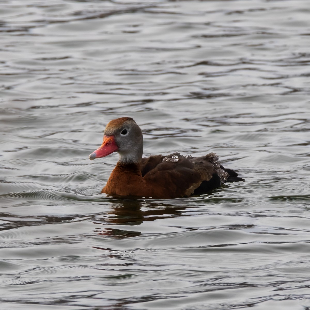 Black-bellied Whistling-Duck - ML613245221