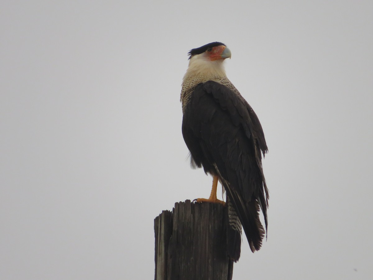 Crested Caracara - ML613245271