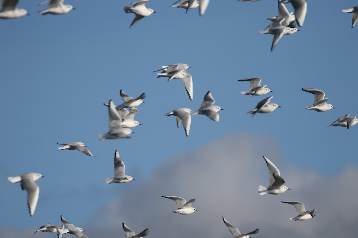 Bonaparte's Gull - Arnold Skei