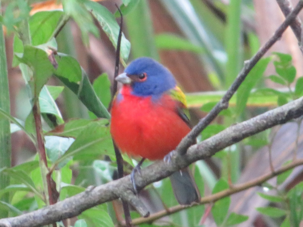 Painted Bunting - ML613245394