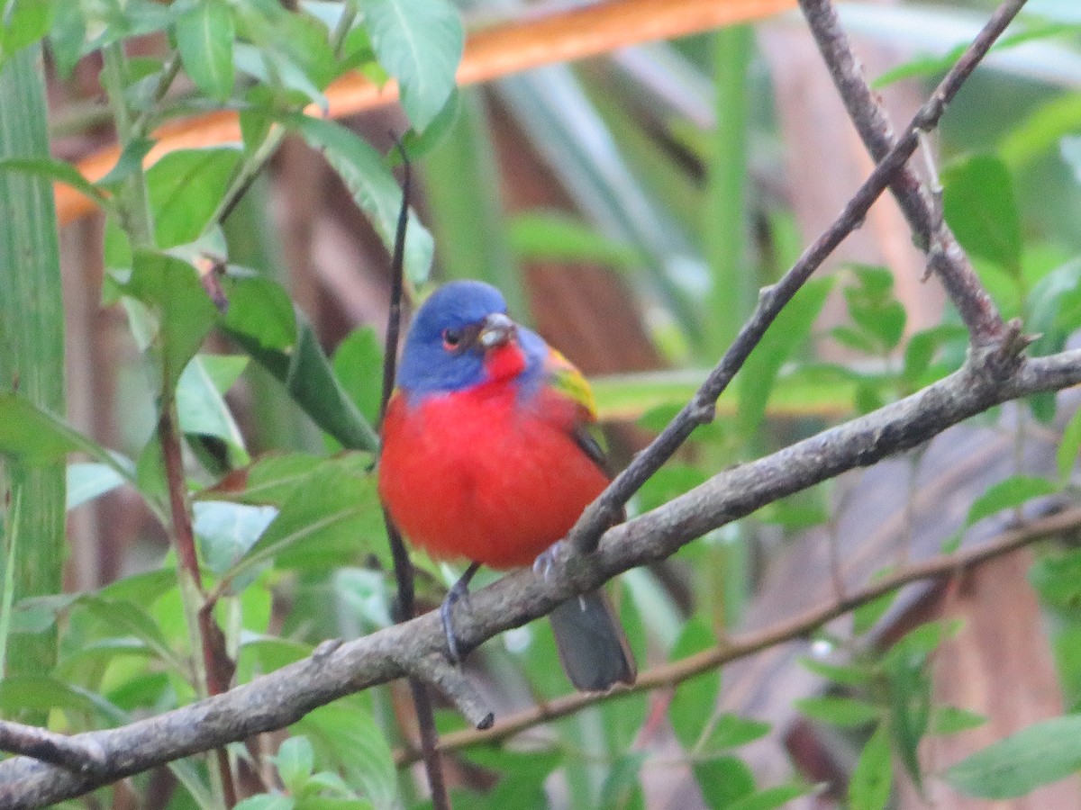 Painted Bunting - ML613245395