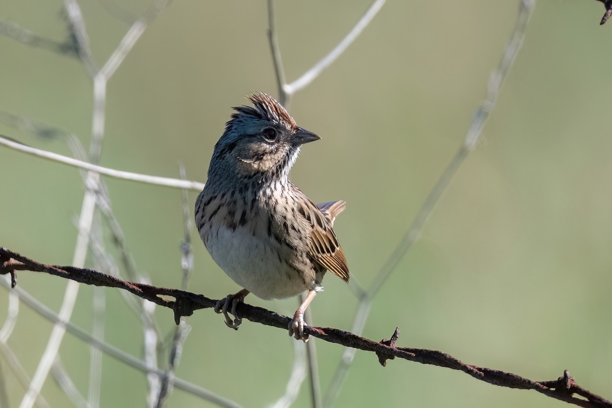 Lincoln's Sparrow - ML613245414