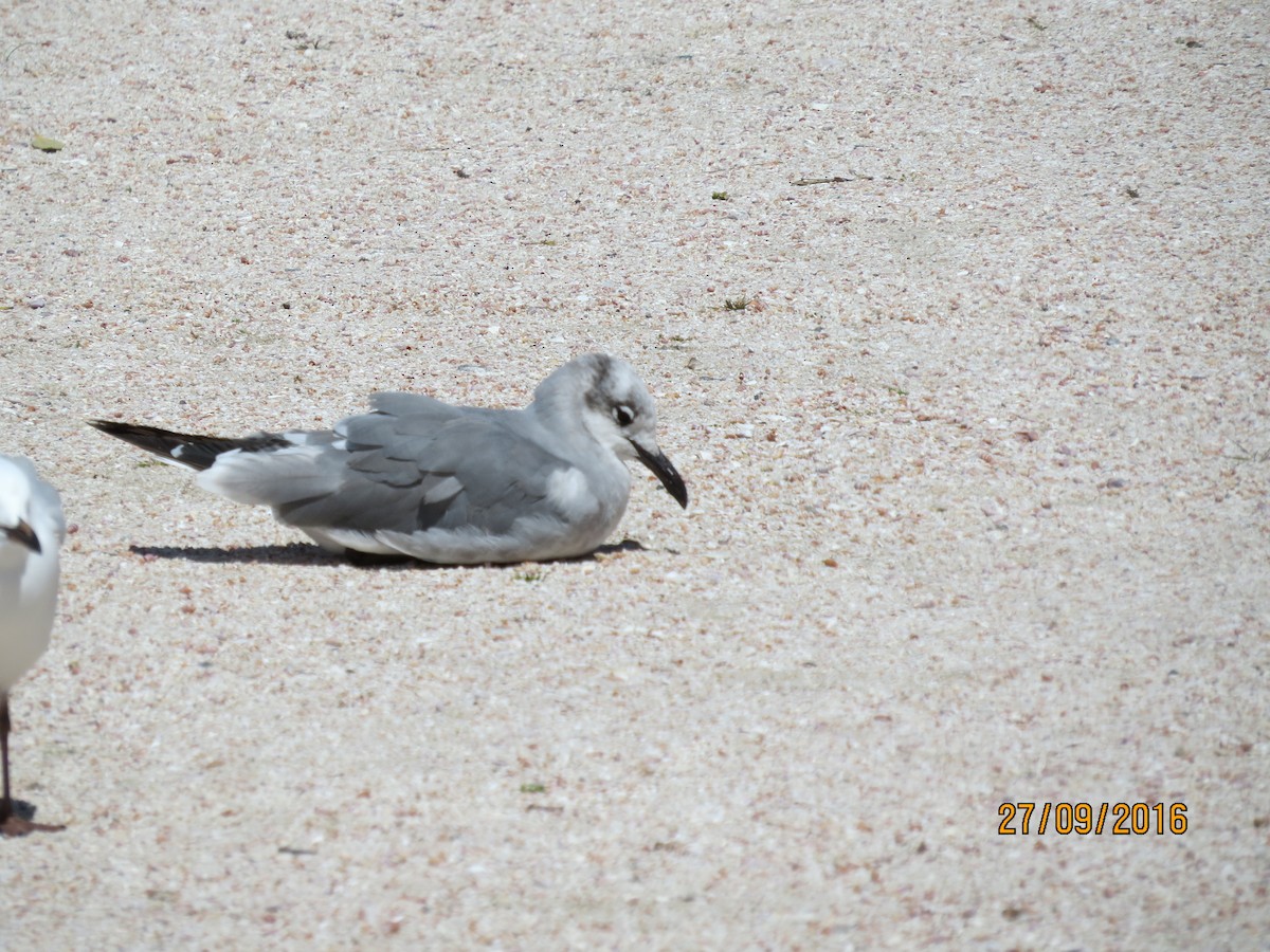 Laughing Gull - ML613245417